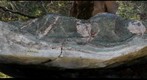 Contact between Fauquier Formation marble and Catoctin Formation greenstone, near Lime Kiln Road, Virginia