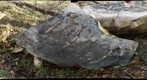 Contact between Fauquier Formation marble and Catoctin Formation greenstone, near Lime Kiln Road, Virginia