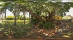 Old Tree, Bonnet House, Fort Lauderdale, Florida