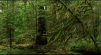 Wind River Forest Dynamics Plot 