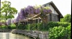 2013.04.18 Fuji at RangejiikePark 藤の花 蓮花寺池公園 藤枝市