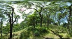 Blue Oaks RIGHT image