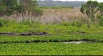 American Alligators