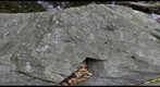 Klingle Valley metaconglomerate, Laurel Formation, Rock Creek Shear Zone, Washington, DC