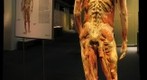 BODIES ... The Exhibition: Spinal Column