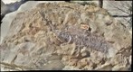 Dinosaur Bones at Dinosaur Ridge