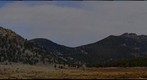 Elk in RMNP 2