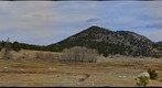 Elk in RMNP spring 2013 3