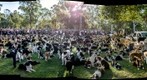 #4 500 Border Collies  