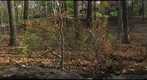 Carpenter Woods