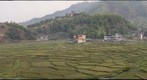 Rice field at Pokhara, Nepal