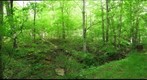 Woodland Walk