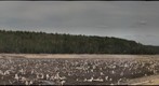 Brown Bridge Pond after Dam Removal