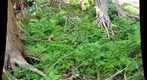 Test -- Miller Creek NA floor