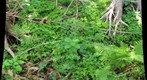 Test -- Miller Creek 2