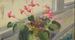 Phloxes, Visible light