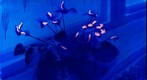 Phloxes, Ultraviolet Fluorescence