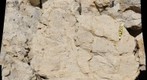 Cristo Rey: Buda Formation - Fossils in the quarry
