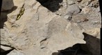 Cristo Rey: Buda Formation - Fossils in the quarry