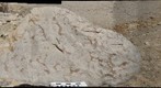 Cristo Rey: Buda Formation - Fossils in the quarry