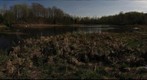 Beaver Pond