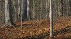 Carpenter Woods 2