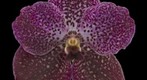 Fine Art Print: Vanda Rosemary Fuller Bloom