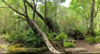 Pihea forest, Kauai