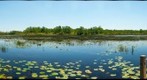 Grassy water preserve ( Palm Beach Gardens, Florida)