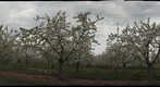Cherry Orchard #1