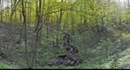 View on a creek in spring