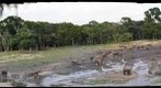 Elephants at Dzanga Bai World Heritage Site, Central African Republic
