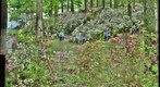 Brighton Woods