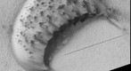 PSP_007726_2565