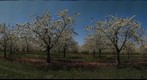 Cherry Orchard #1 - redux