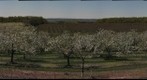 Cherry Orchard #2
