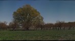 Cherry Orchard #3