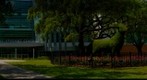 USF Chia Bull