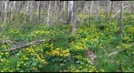 Marsh Marigolds