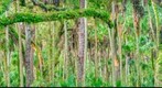 Highlands Hammock State Park