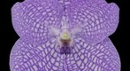 Fine Art Orchid Print: Vanda Charlene Atkins Bloom