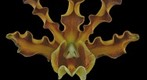 Fine Art Orchid Print: Myrmecophila Brysiana Bloom