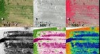 Multigrain NDVI