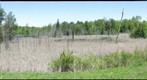 Bear Creek Wetlands
