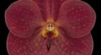 Fine Art Print: Ascda John de Biase 'Angela' FCC/AOS Bloom