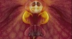 Fine Art Print: Ascda John de Biase 'Angela' FCC/AOS Bloom Close-Up