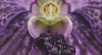 Fine Art Print:  Vanda Janel de Cruz Bloom Close-Up