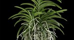 Fine Art Print: Vanda Janel de Cruz Plant