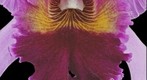 Fine Art Orchid Print, Rhyncholaeliocattleya [Rlc.] Edwin Arthur Hausermann, Bloom Close-Up