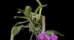 Rhyncholaeliocattleya [Rlc.] Edwin Arthur Hausermann, Fine Art Orchid Print